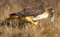 Hawk & Vole