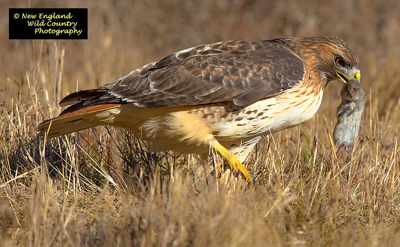 Hawk & Vole
