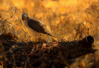 Woodland Watcher
