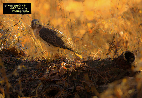 Woodland Watcher