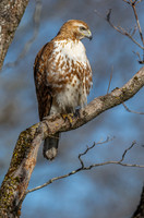 Redtail Stare Down