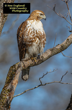 Redtail Stare Down