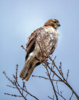 Redtail Branch Manager
