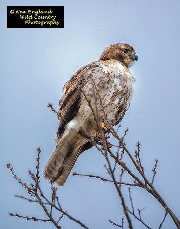Redtail Branch Manager