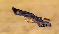 Big Redtail Wings