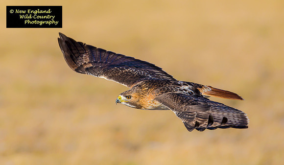 Big Redtail Wings