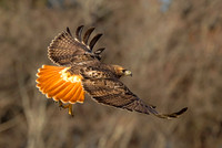 Tail Sread  Red
