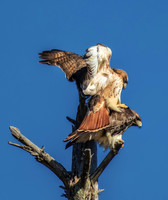 Redtail Booty Call