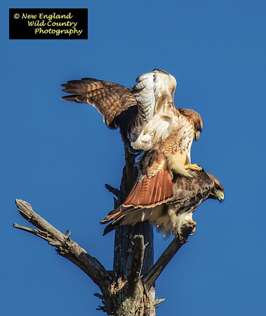 Redtail Booty Call