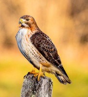 Redtail Farmpost