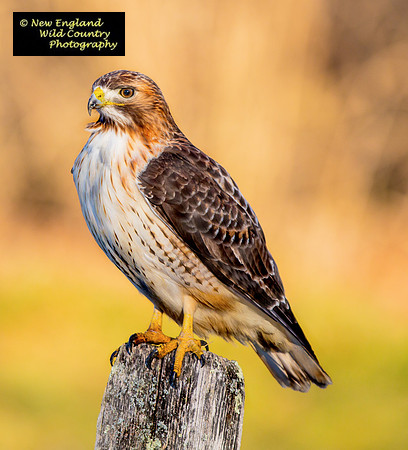 Redtail Farmpost