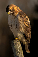 Redtail Perspective