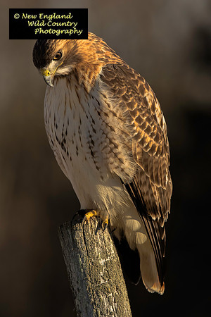 Redtail Perspective