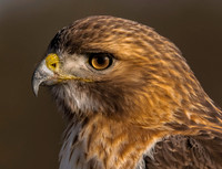 Hawks