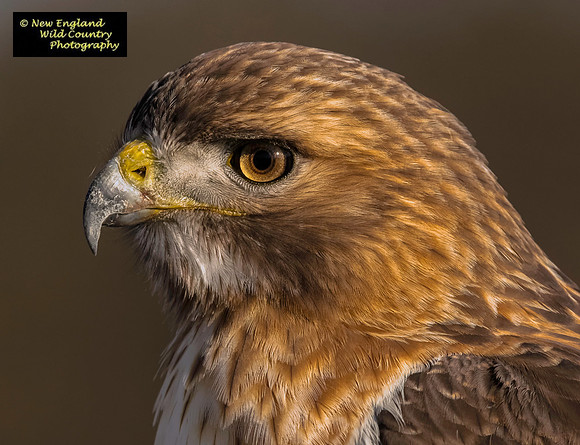 Redtail Portrait