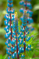 Lovely Lupines