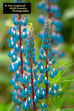 Lovely Lupines