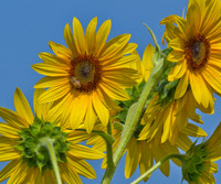 Sunny Bee