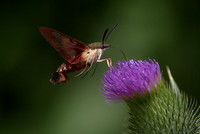 Summer Hummer