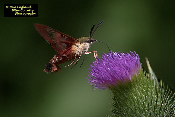 Summer Hummer