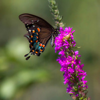 Sipping Swallowtail