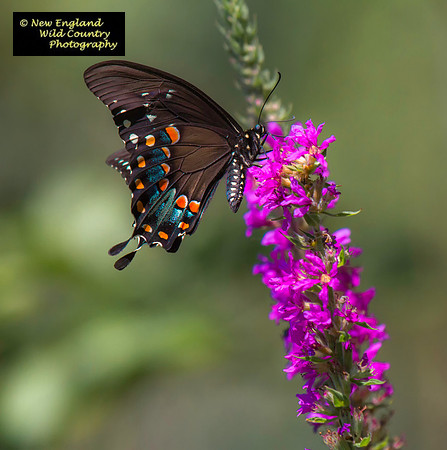 Sipping Swallowtail