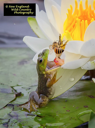 Frog Bee Gulp