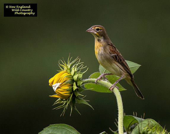 Petal Pusher