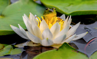 Frog Flower