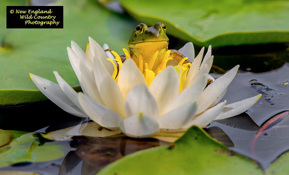 Frog Flower