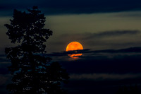 Moody Moons