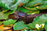 Pond Life