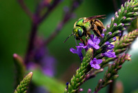 Green Hornet