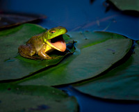 Frog Song