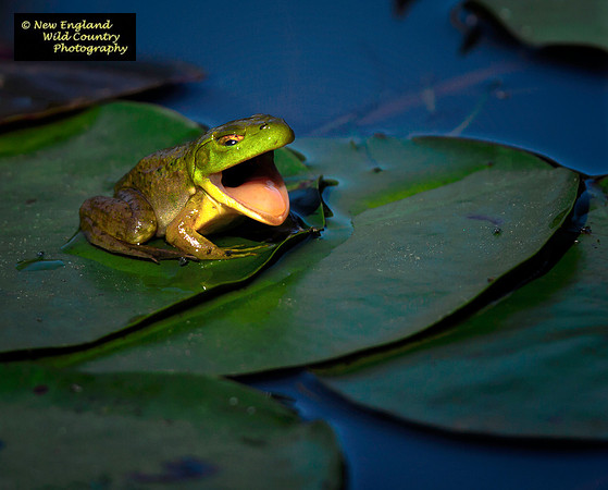 Frog Song