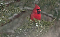 Tree Ornament