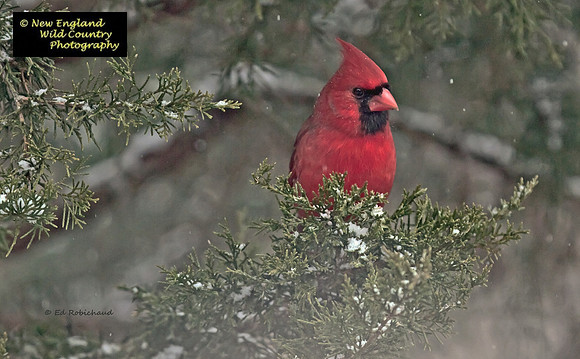 Tree Ornament
