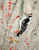 Wood Peckers
