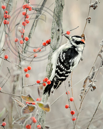 Winter Berry