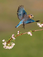 Ladyblue Dance