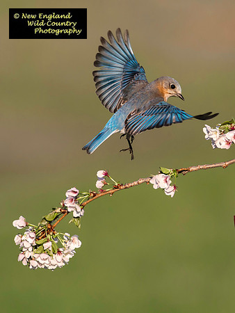 Ladyblue Dance