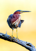 Herons