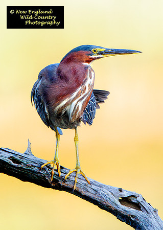 Heron Overlook