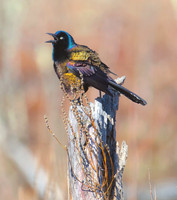 Crackle My Grackle