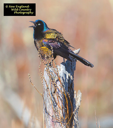 Crackle My Grackle