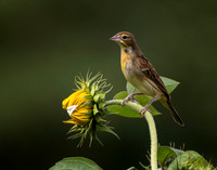 Tweety Birds