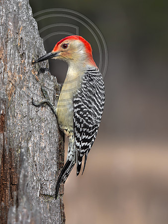 Tree Clinger