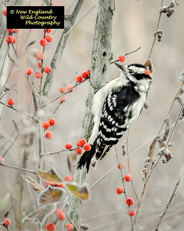 Winter Berry