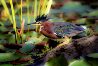 Spike-a-doo Heron