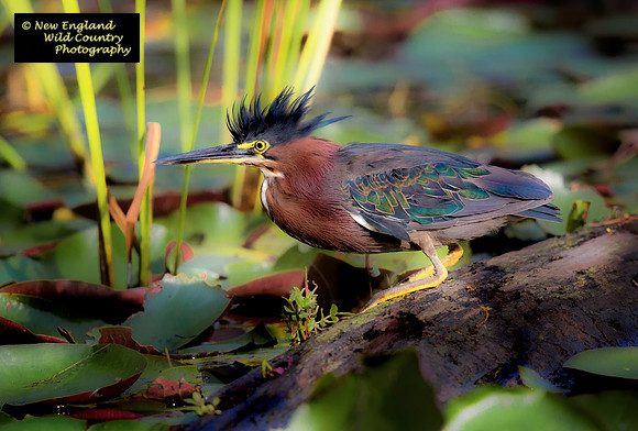 Spike-a-doo Heron